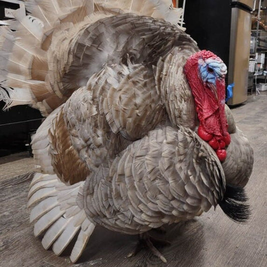 Virtually Adopt a Turkey
