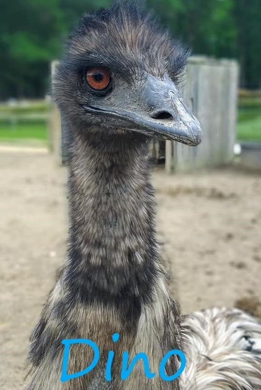 Virtually Adopt an Emu